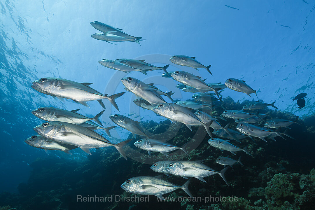 Shoal of Bigeye Trevally, Caranx sexfasciatus, Red Sea, Ras Mohammed, Egypt