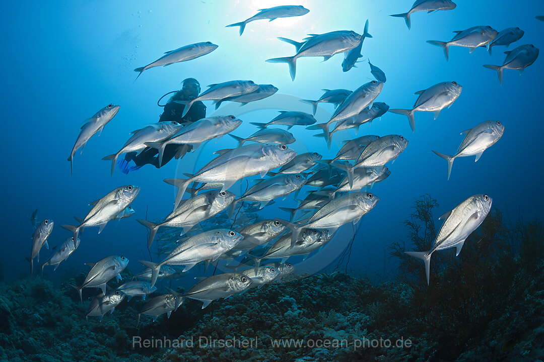 Schwarm Grossaugen-Stachelmakrelen, Caranx sexfasciatus, Rotes Meer, Ras Mohammed, Aegypten