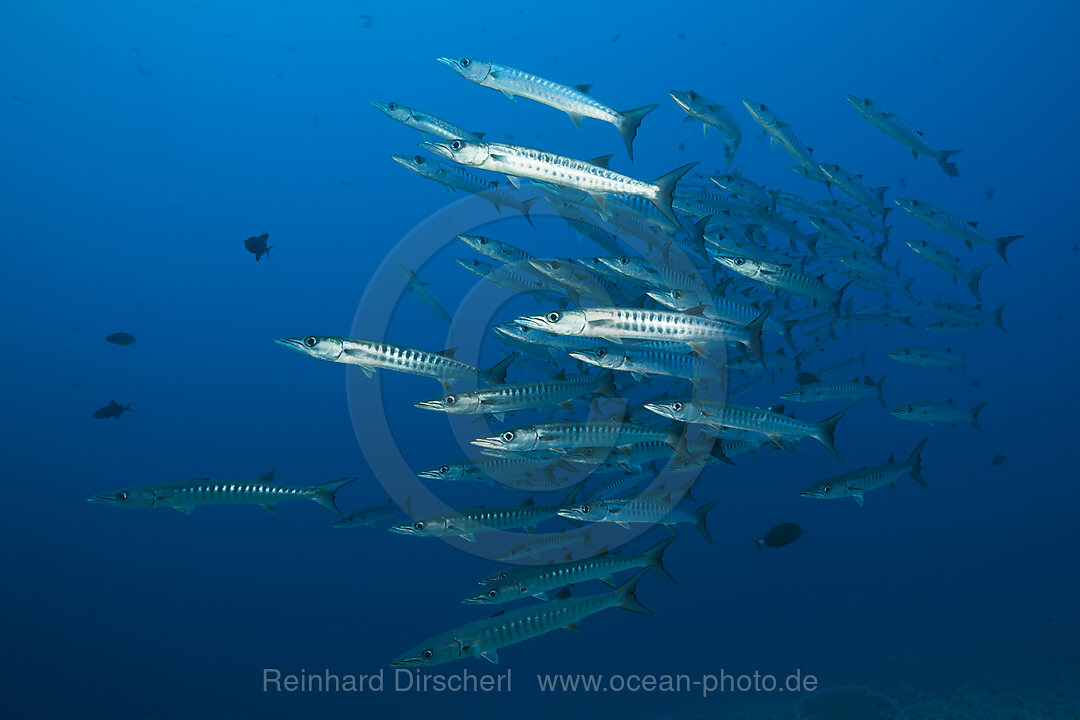 Schwarm Dunkelflossen-Barrakudas, Sphyraena qenie, Rotes Meer, Ras Mohammed, Aegypten