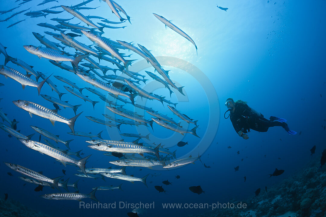 Shoal of Blackfin Barracuda, Sphyraena qenie, Red Sea, Ras Mohammed, Egypt