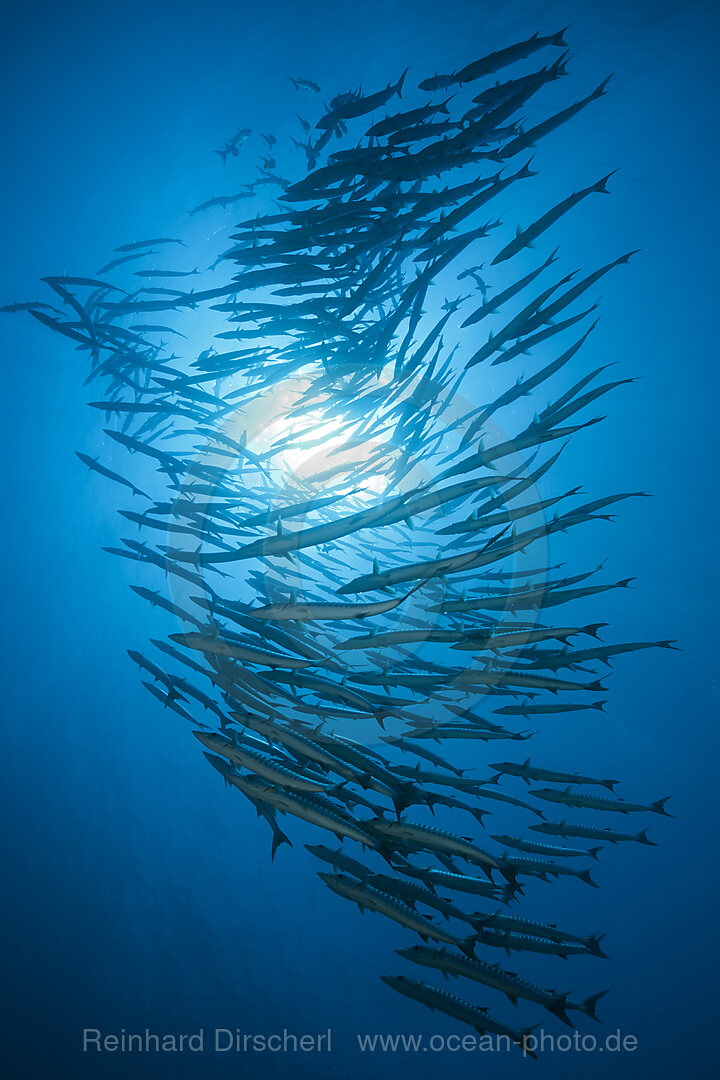 Schwarm Dunkelflossen-Barrakudas, Sphyraena qenie, Rotes Meer, Ras Mohammed, Aegypten