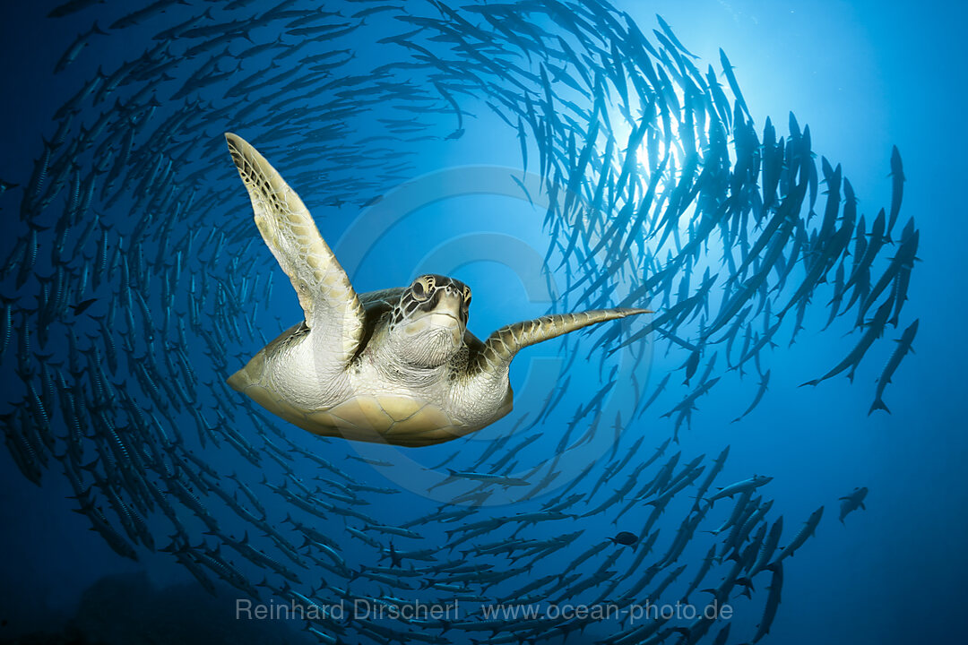 Green Sea Turtle, Chelonia mydas, Red Sea, Ras Mohammed, Egypt
