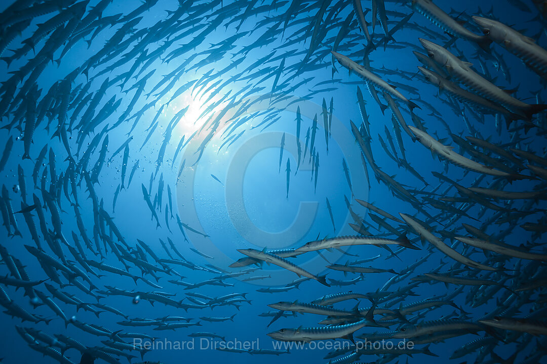Shoal of Blackfin Barracuda, Sphyraena qenie, Red Sea, Ras Mohammed, Egypt