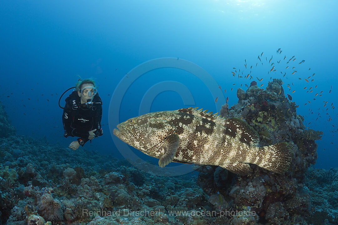 Scuba Diver and Malabar Grouper, Epinephelus malabaricus, Red Sea, Ras Mohammed, Egypt