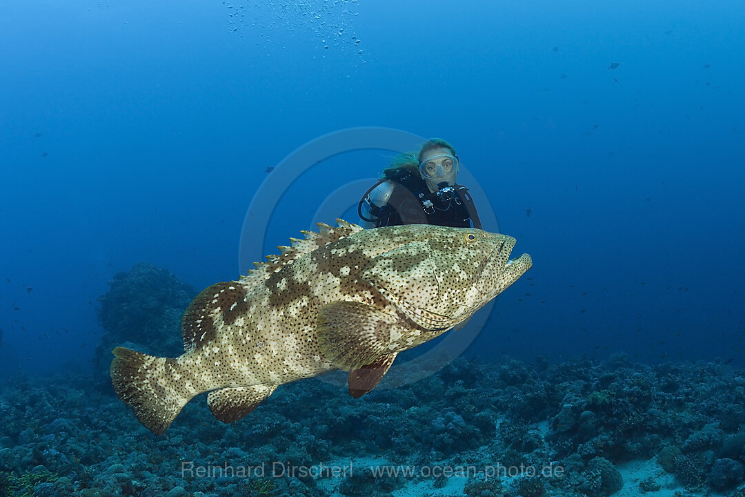 Scuba Diver and Malabar Grouper, Epinephelus malabaricus, Red Sea, Ras Mohammed, Egypt