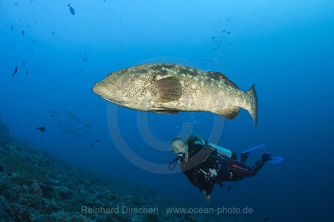 Scuba Diver and Malabar Grouper, Epinephelus malabaricus, Red Sea, Ras Mohammed, Egypt