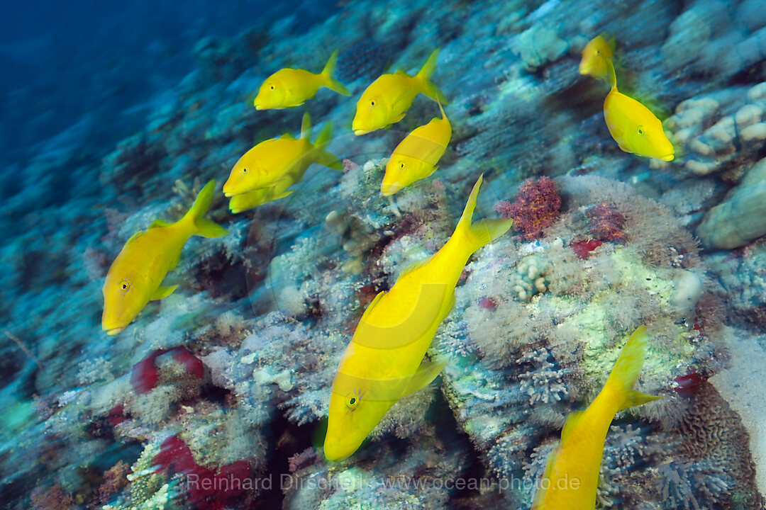 Shoal of Goldspotted Gaotfish, Parupeneus cyclostomus, Red Sea, Ras Mohammed, Egypt