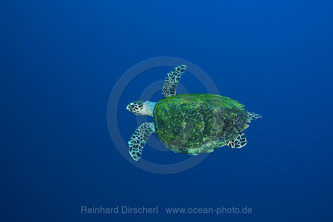 Echte Karettschildkroete, Eretmochelys imbricata, Rotes Meer, Ras Mohammed, Aegypten