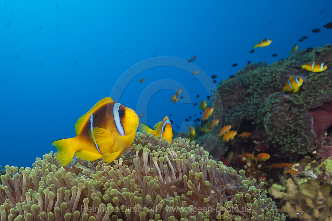 Rotmeer-Anemonenfische im Riff, Amphiprion bicinctus, Rotes Meer, Ras Mohammed, Aegypten