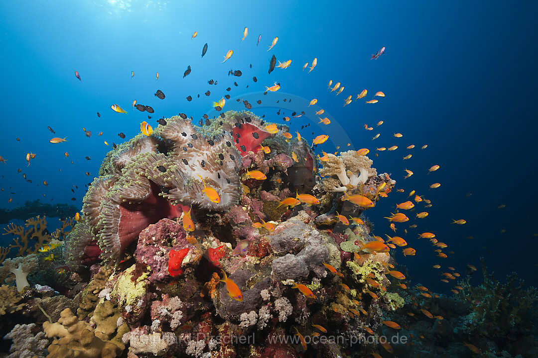 Rotmeer-Anemonenfische im Riff, Amphiprion bicinctus, Rotes Meer, Ras Mohammed, Aegypten