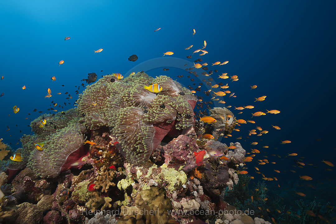 Rotmeer-Anemonenfische im Riff, Amphiprion bicinctus, Rotes Meer, Ras Mohammed, Aegypten