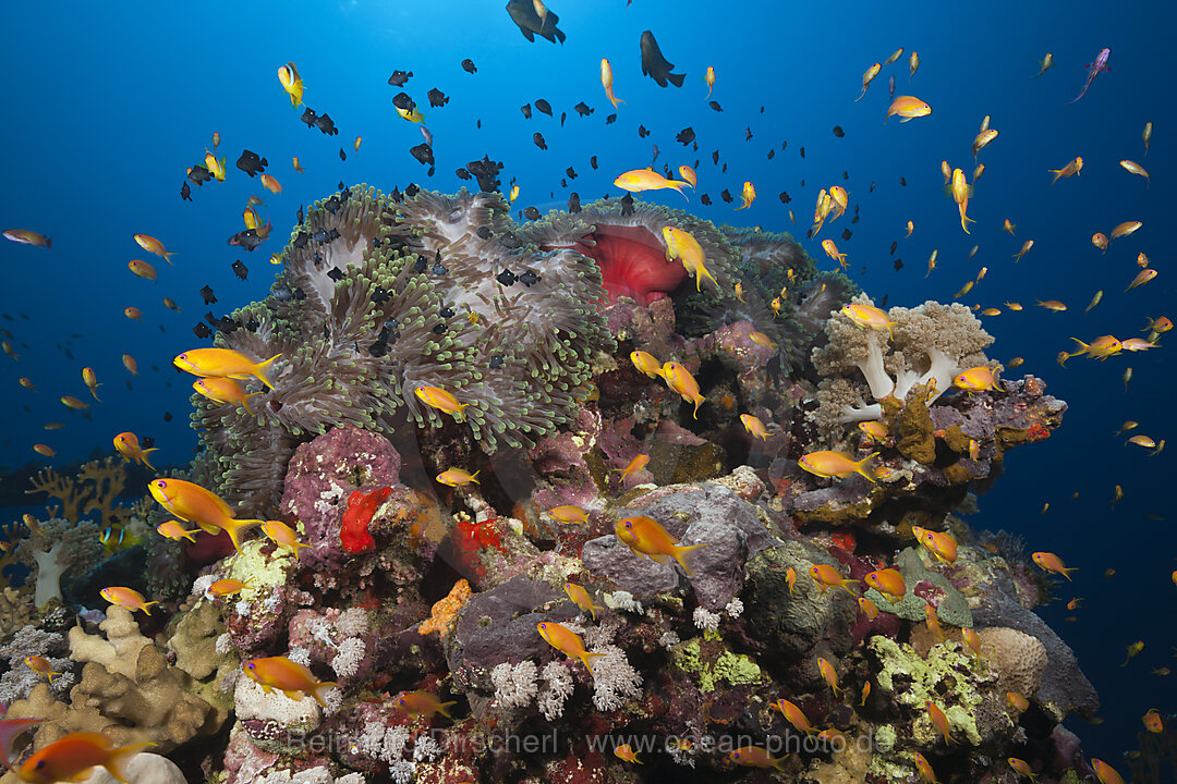 Korallenriff mit Harems-Fahnenbarschen, Pseudanthias squamipinnis, Rotes Meer, Ras Mohammed, Aegypten