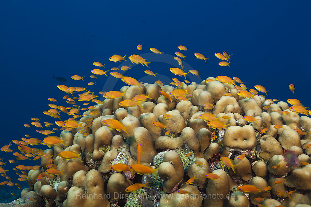 Korallenriff mit Harems-Fahnenbarschen, Pseudanthias squamipinnis, Rotes Meer, Ras Mohammed, Aegypten