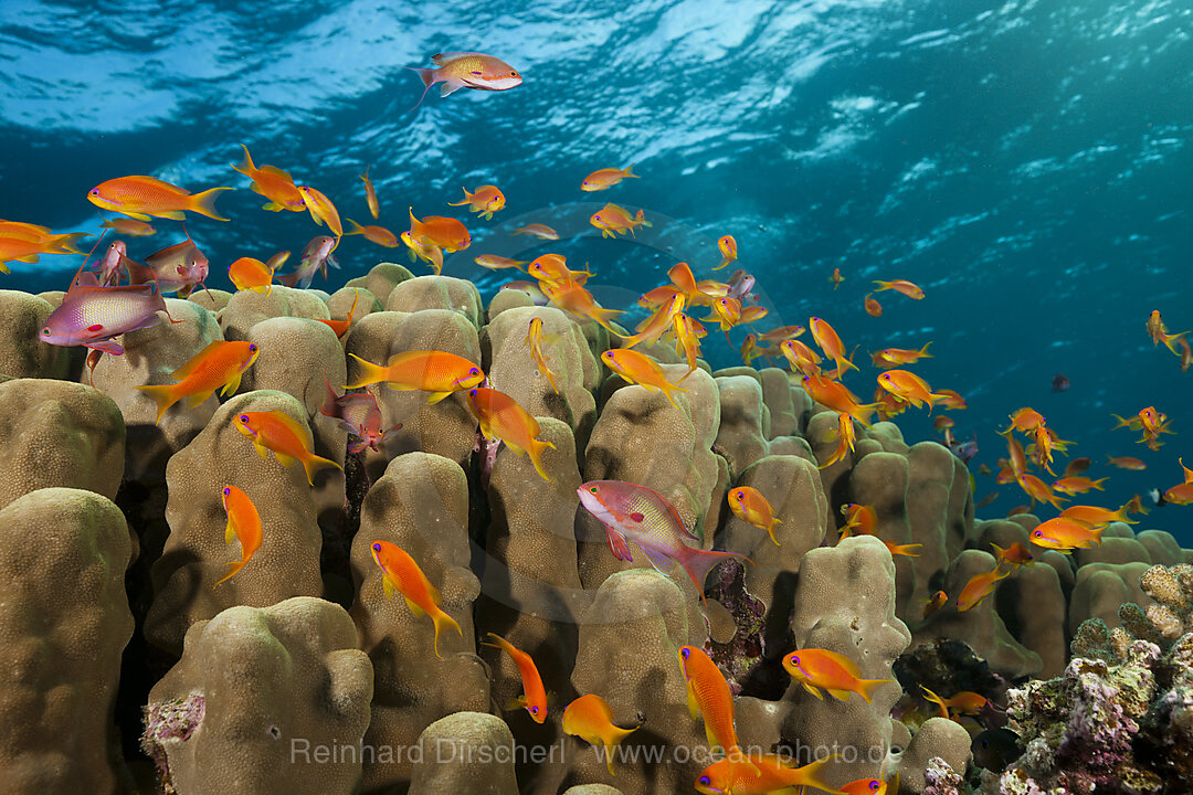 Korallenriff mit Harems-Fahnenbarschen, Pseudanthias squamipinnis, Rotes Meer, Ras Mohammed, Aegypten