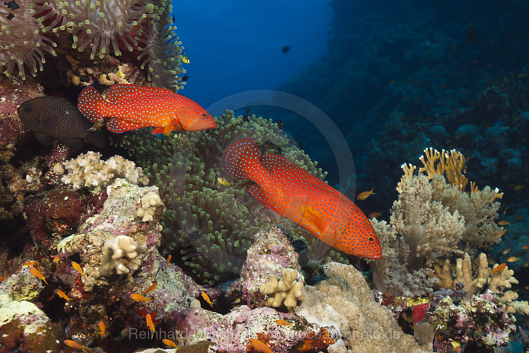 Juwelen-Zackenbarsch, Cephalopholis miniata, Rotes Meer, Ras Mohammed, Aegypten