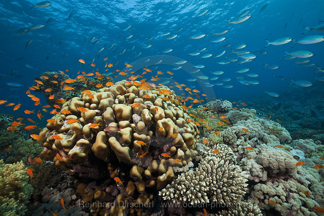 Lyretail Anthias over Coral Reef, Pseudanthias squamipinnis, Red Sea, Ras Mohammed, Egypt