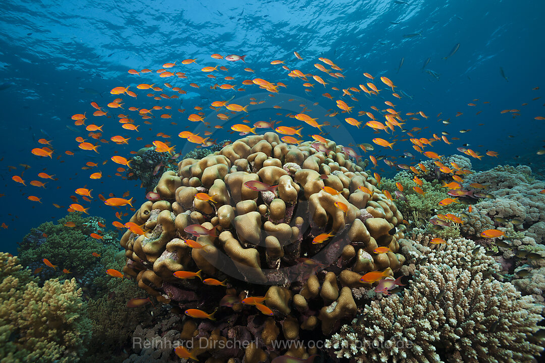 Korallenriff mit Harems-Fahnenbarschen, Pseudanthias squamipinnis, Rotes Meer, Ras Mohammed, Aegypten