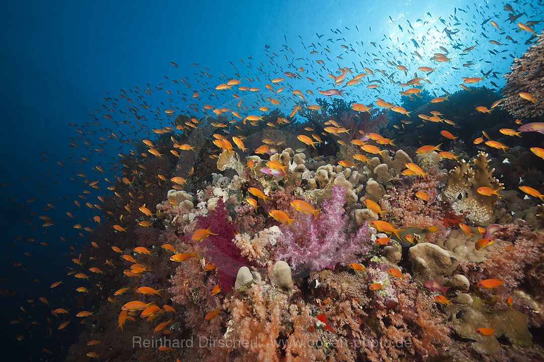 Korallenriff mit Harems-Fahnenbarschen, Pseudanthias squamipinnis, Rotes Meer, Ras Mohammed, Aegypten