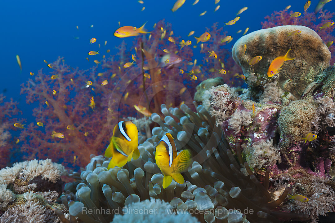 Rotmeer-Anemonenfische im Riff, Amphiprion bicinctus, Rotes Meer, Ras Mohammed, Aegypten