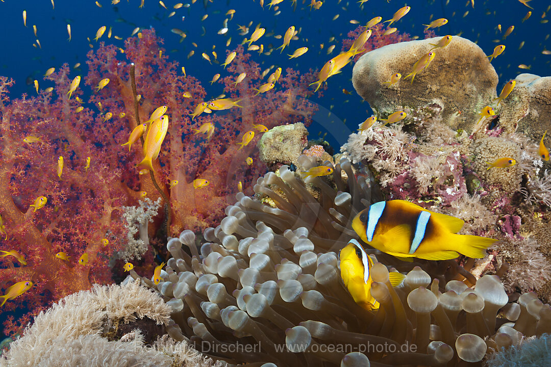 Rotmeer-Anemonenfische im Riff, Amphiprion bicinctus, Rotes Meer, Ras Mohammed, Aegypten