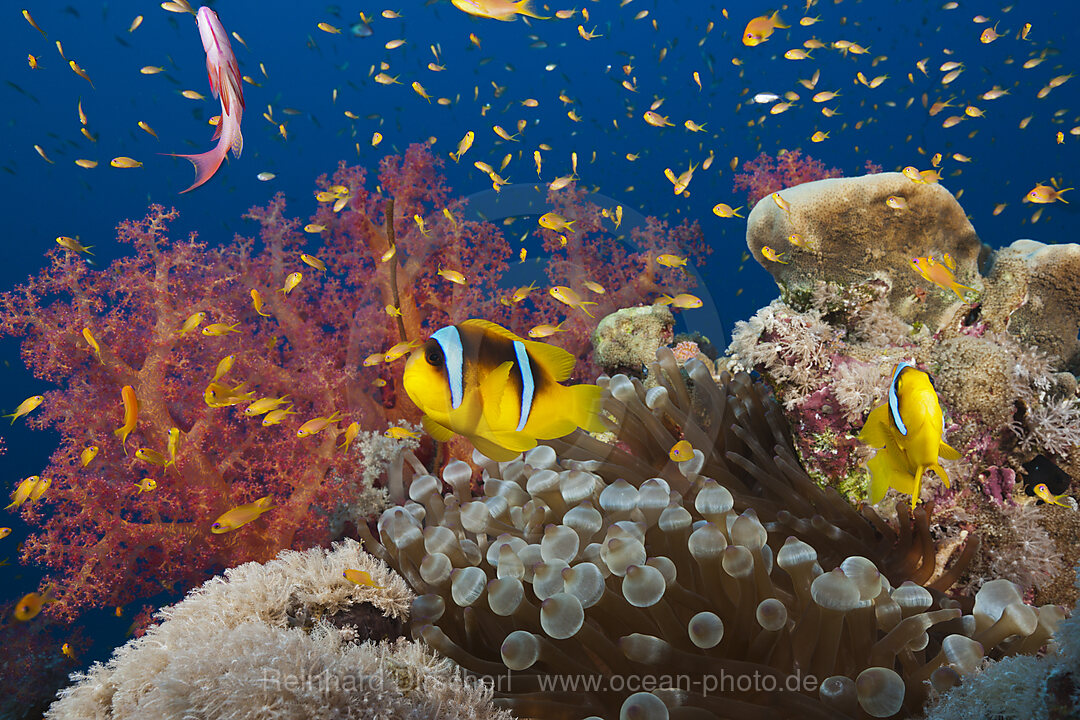 Rotmeer-Anemonenfische im Riff, Amphiprion bicinctus, Rotes Meer, Ras Mohammed, Aegypten