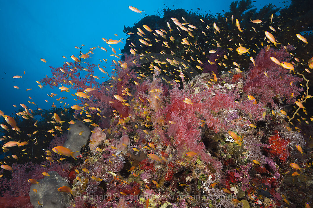 Korallenriff mit Harems-Fahnenbarschen, Pseudanthias squamipinnis, Sanganeb, Rotes Meer, Sudan