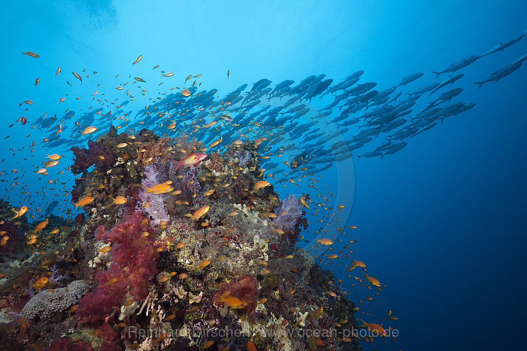 Lyretail Anthias over Coral Reef, Pseudanthias squamipinnis, Sanganeb, Red Sea, Sudan