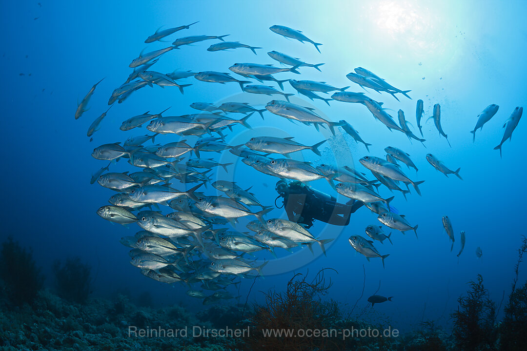 Taucher und Schwarm Grossaugen-Stachelmakrelen, Caranx sexfasciatus, Sanganeb, Rotes Meer, Sudan