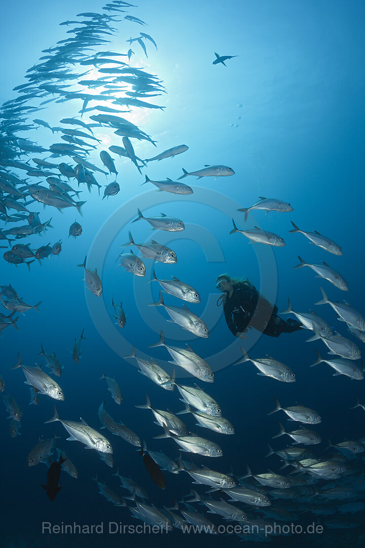 Taucher und Schwarm Grossaugen-Stachelmakrelen, Caranx sexfasciatus, Sanganeb, Rotes Meer, Sudan