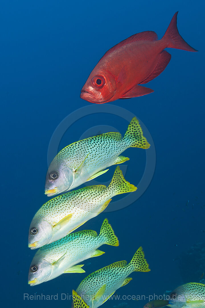 Shoal of Blackspotted Sweetlips, Plectorhinchus gaterinus, Sanganeb, Red Sea, Sudan