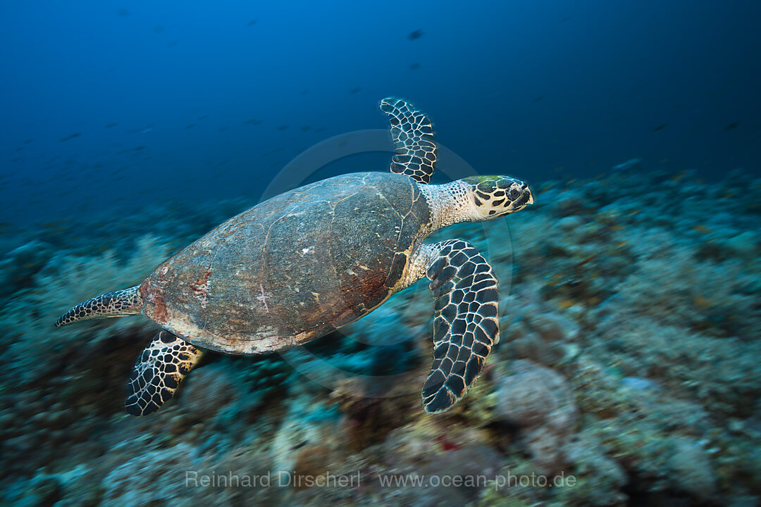 Echte Karettschildkroete, Eretmochelys imbricata, Sanganeb, Rotes Meer, Sudan