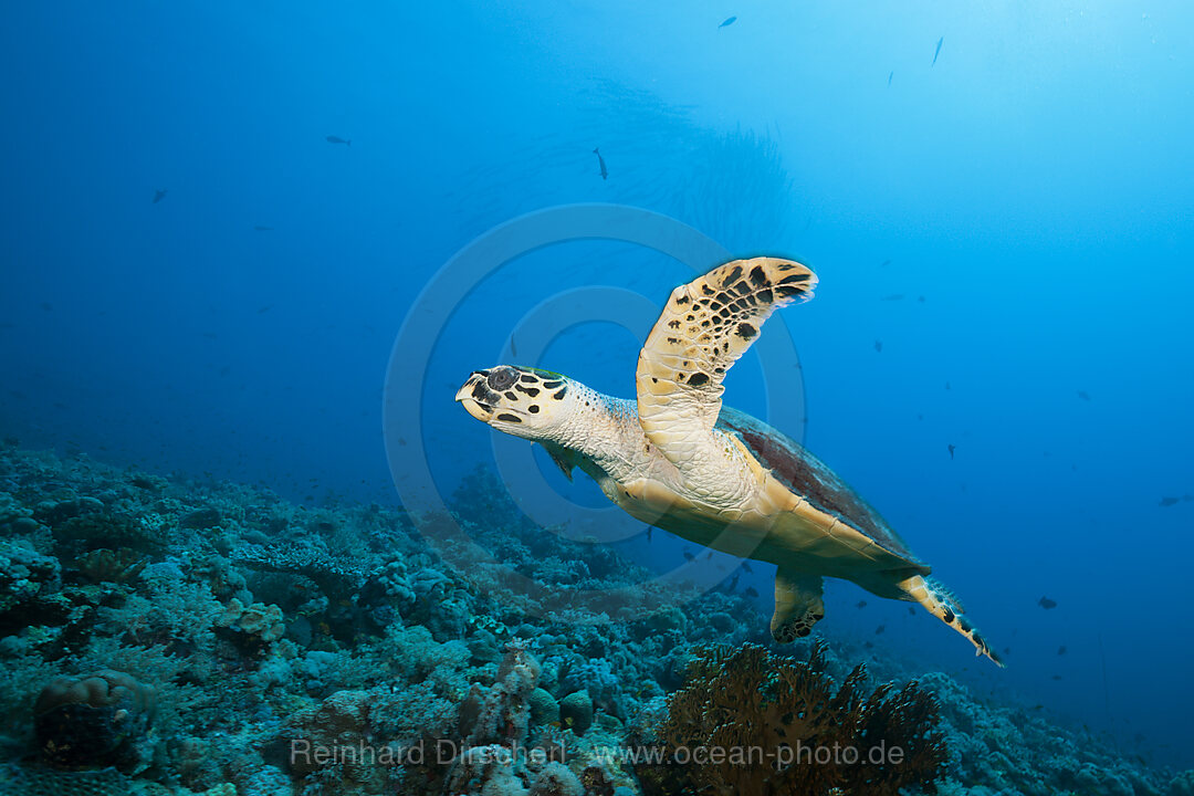 Echte Karettschildkroete, Eretmochelys imbricata, Sanganeb, Rotes Meer, Sudan