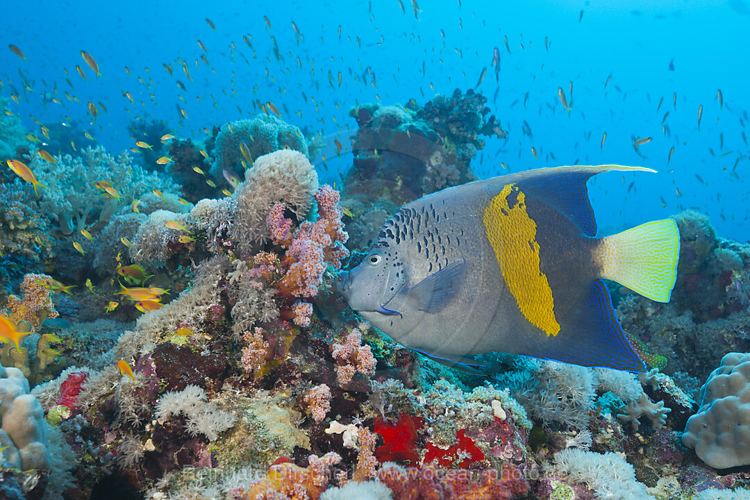 Arabischer Kaiserfisch, Pomacanthus maculosus, Sanganeb, Rotes Meer, Sudan