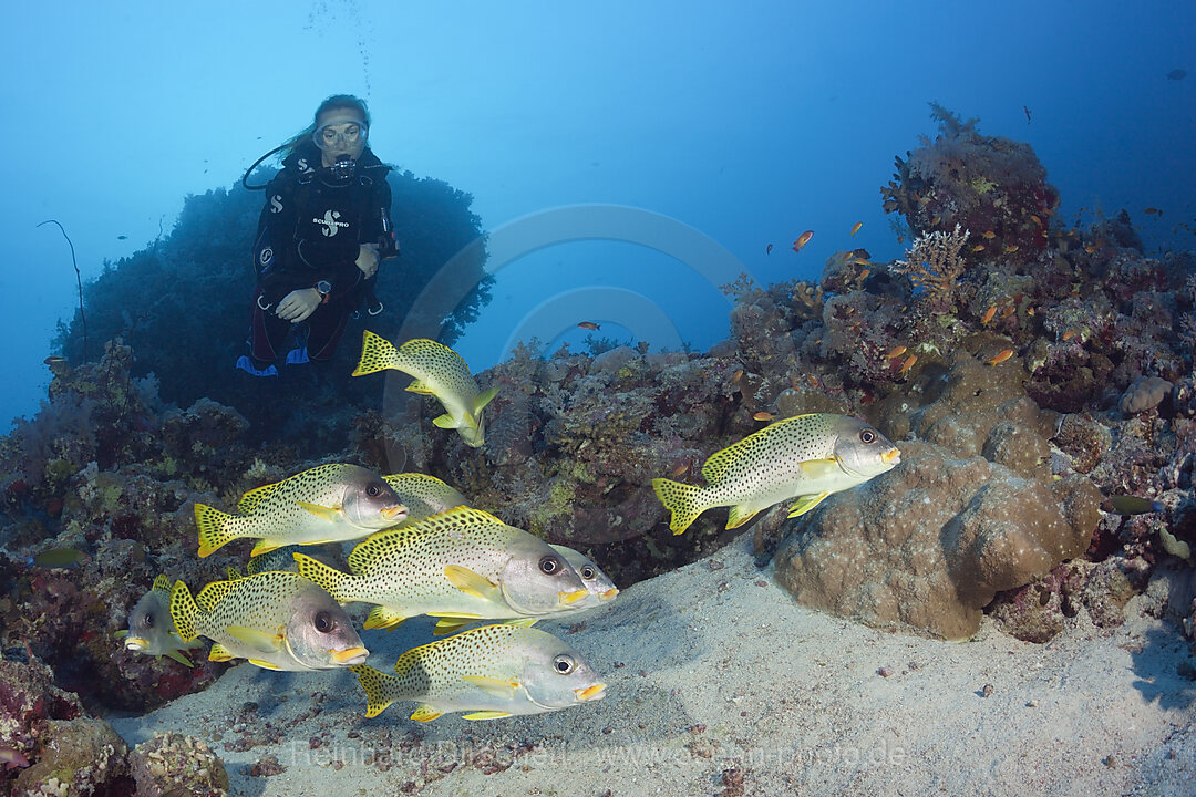 Taucher und Schwarzgepunktete Suesslippen, Plectorhinchus gaterinus, Sanganeb, Rotes Meer, Sudan