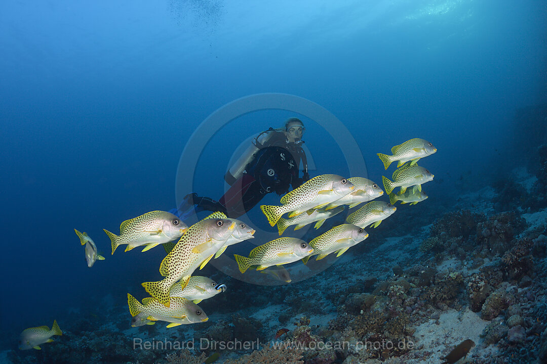 Taucher und Schwarzgepunktete Suesslippen, Plectorhinchus gaterinus, Sanganeb, Rotes Meer, Sudan