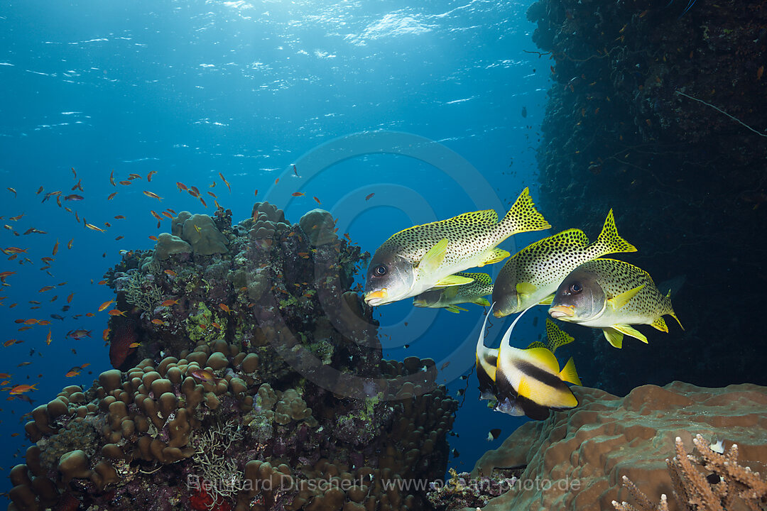 Schwarzgepunktete Suesslippen, Plectorhinchus gaterinus, Sanganeb, Rotes Meer, Sudan