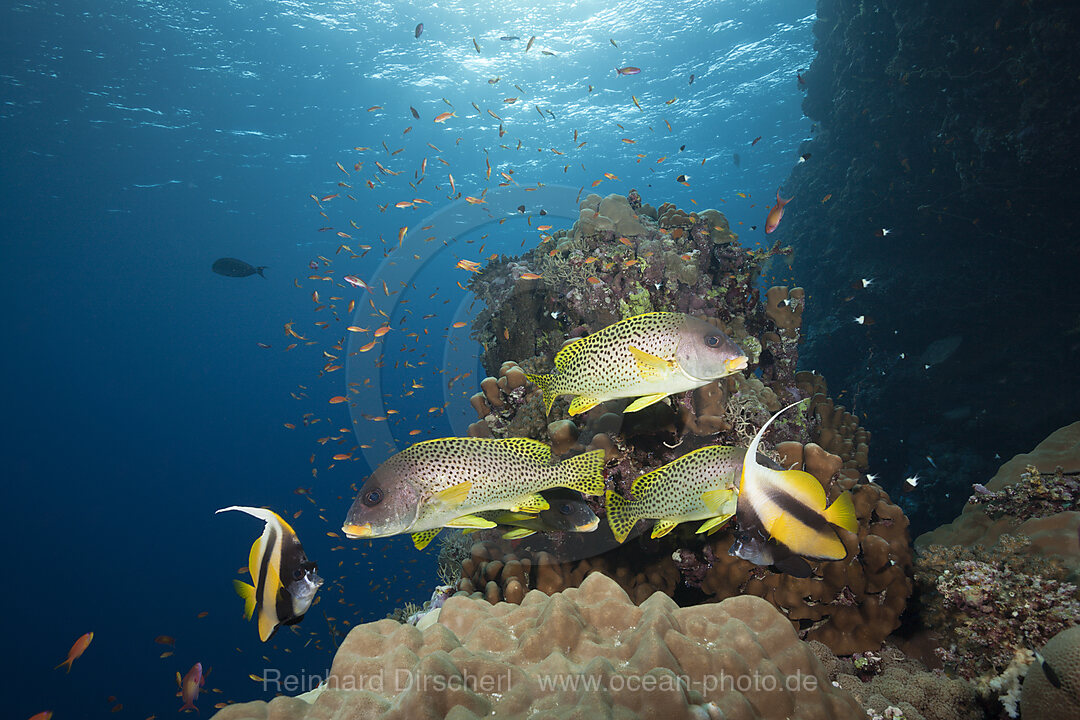 Blackspotted Sweetlips, Plectorhinchus gaterinus, Sanganeb, Red Sea, Sudan