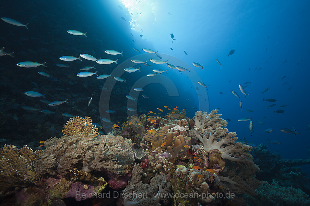 Fusiliers over Coral Reef, Sanganeb, Red Sea, Sudan