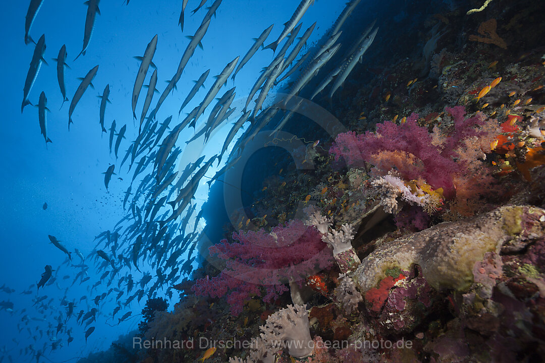 Schwarm Dunkelflossen-Barrakudas, Sphyraena qenie, Sanganeb, Rotes Meer, Sudan