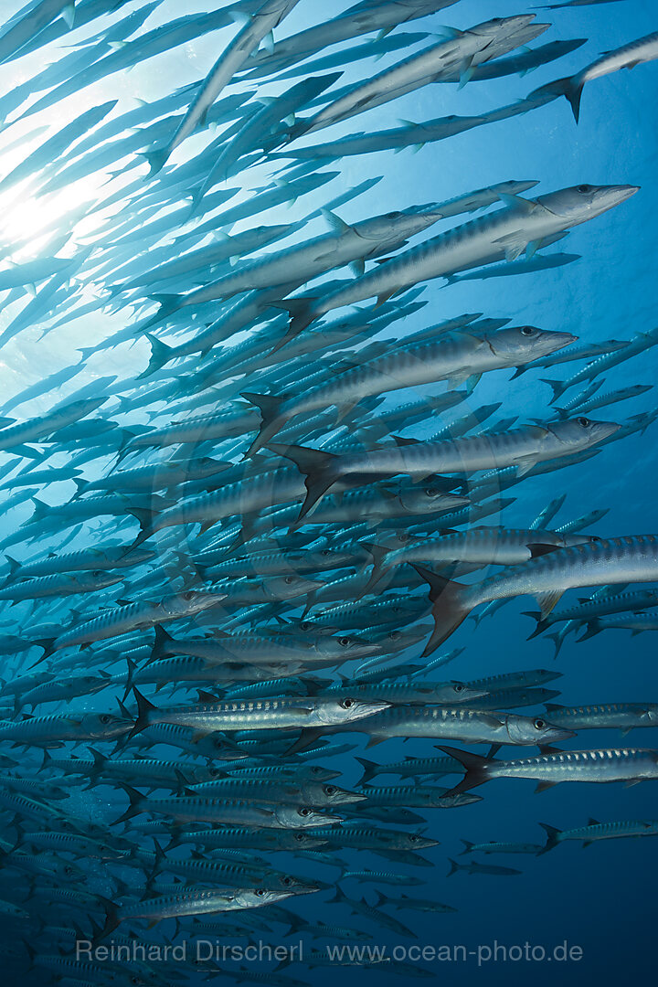 Shoal of Blackfin Barracuda, Sphyraena qenie, Shaab Rumi, Red Sea, Sudan