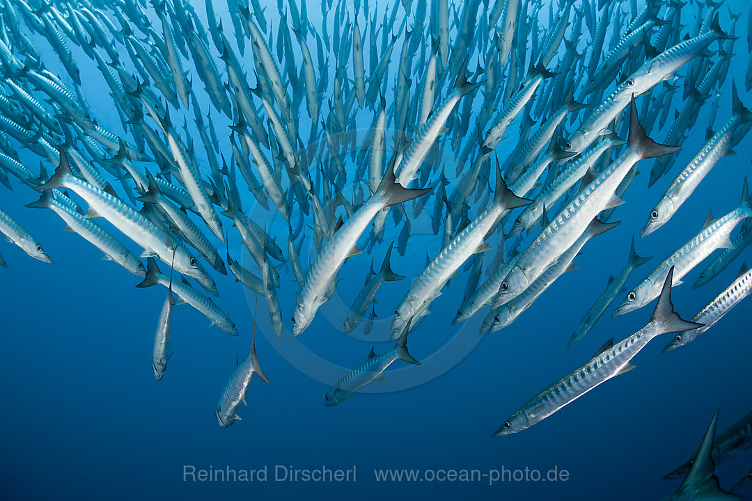 Schwarm Dunkelflossen-Barrakudas, Sphyraena qenie, Shaab Rumi, Rotes Meer, Sudan