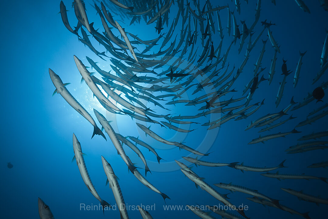 Shoal of Blackfin Barracuda, Sphyraena qenie, Shaab Rumi, Red Sea, Sudan