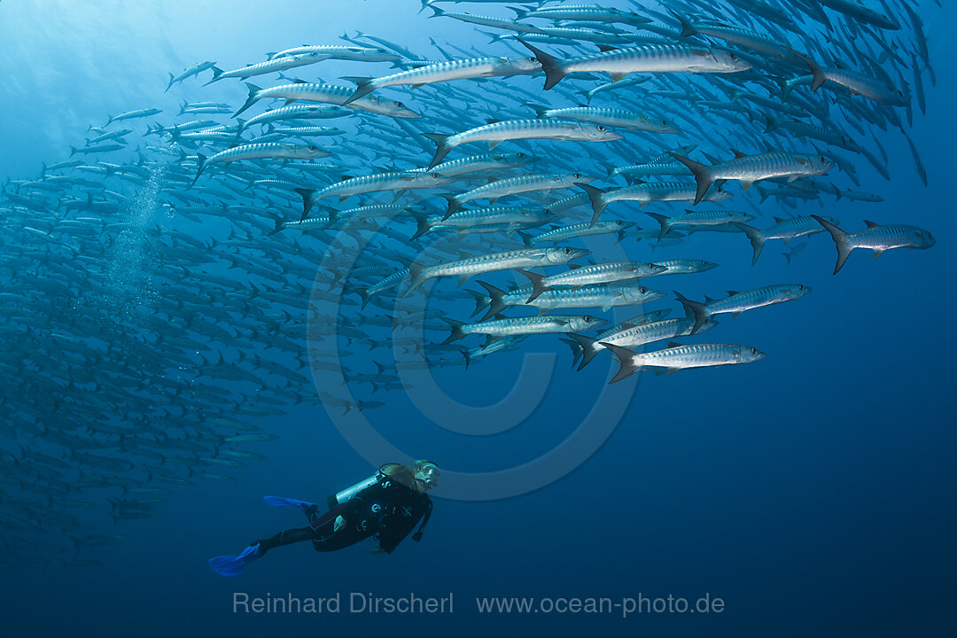 Taucher und Schwarm Dunkelflossen-Barrakudas, Sphyraena qenie, Shaab Rumi, Rotes Meer, Sudan