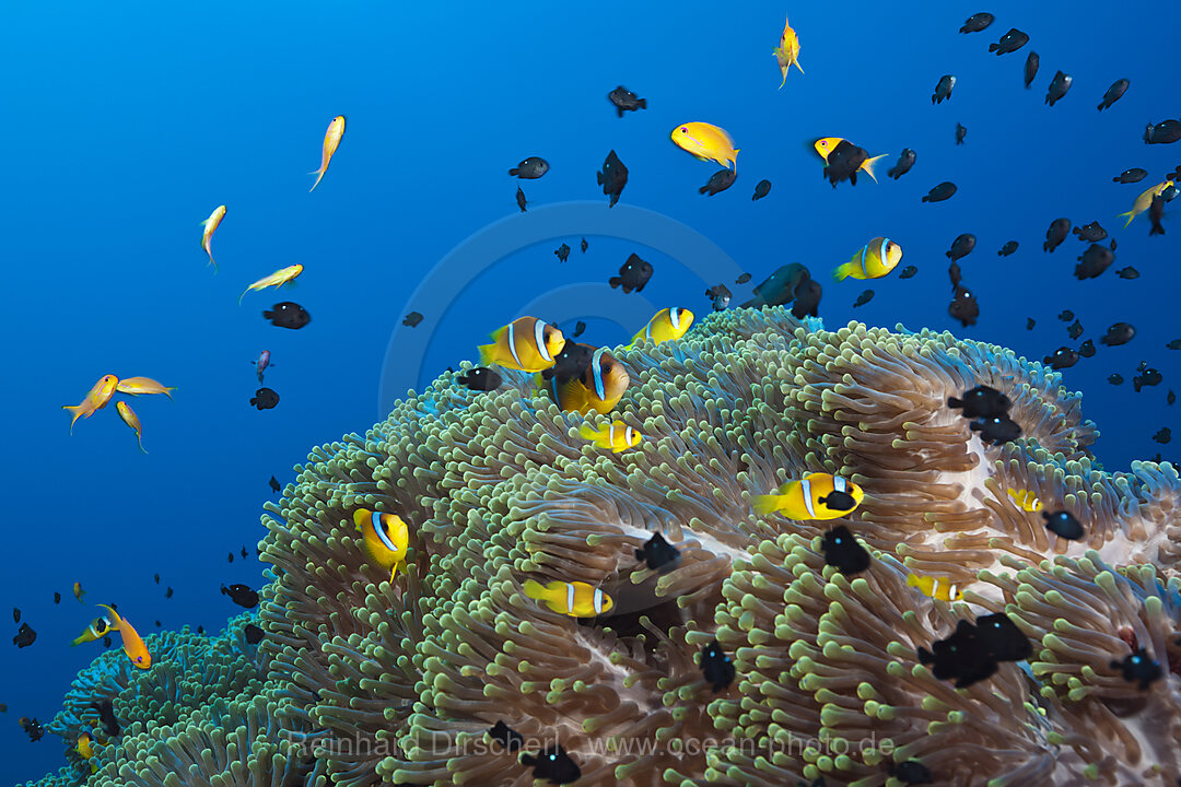 Rotmeer-Anemonenfische im Riff, Amphiprion bicinctus, Shaab Rumi, Rotes Meer, Sudan