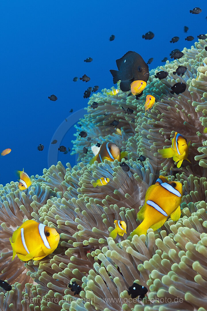 Rotmeer-Anemonenfische im Riff, Amphiprion bicinctus, Shaab Rumi, Rotes Meer, Sudan