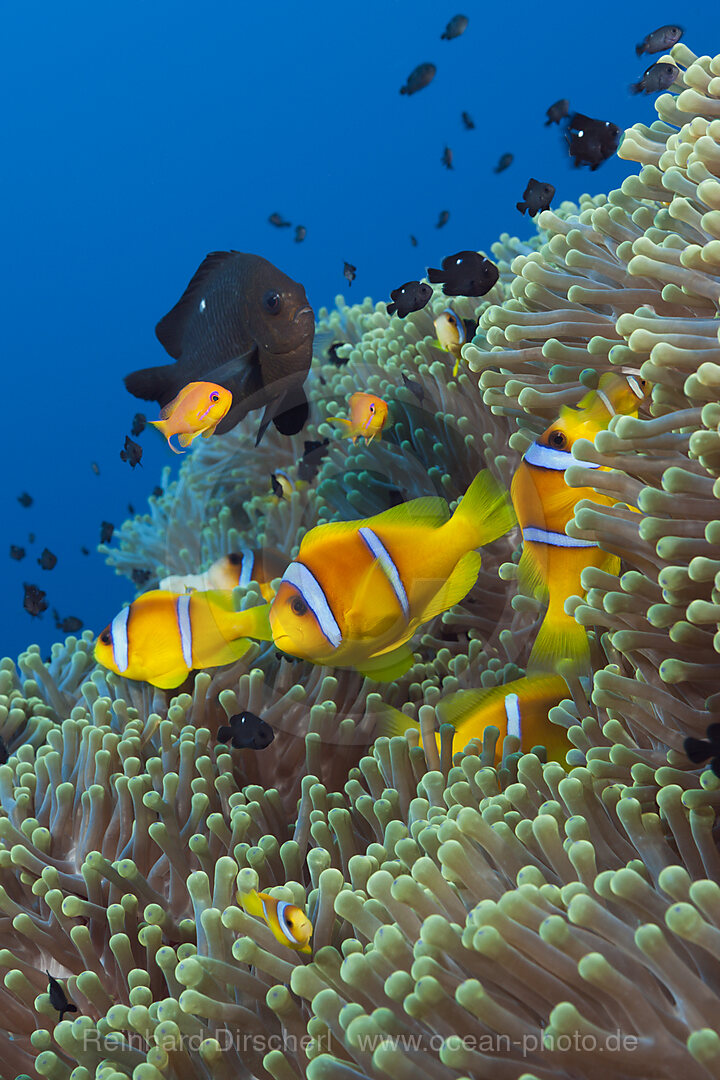 Twobar Anemonefish in Coral Reef, Amphiprion bicinctus, Shaab Rumi, Red Sea, Sudan