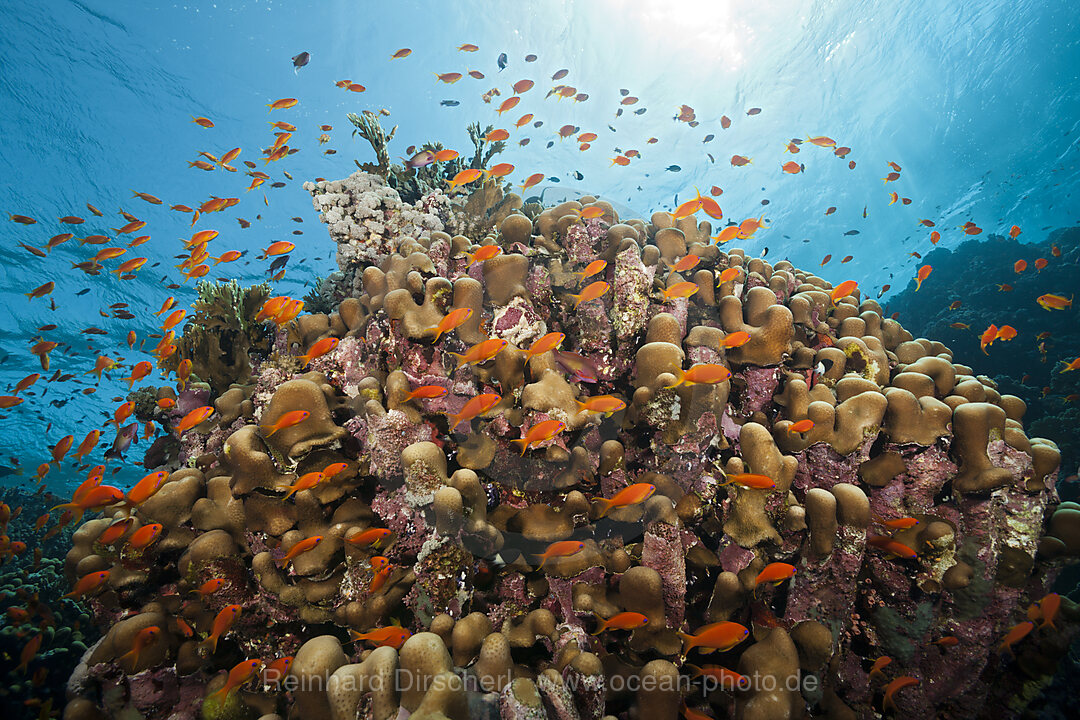 Korallenriff mit Harems-Fahnenbarschen, Pseudanthias squamipinnis, Shaab Rumi, Rotes Meer, Sudan