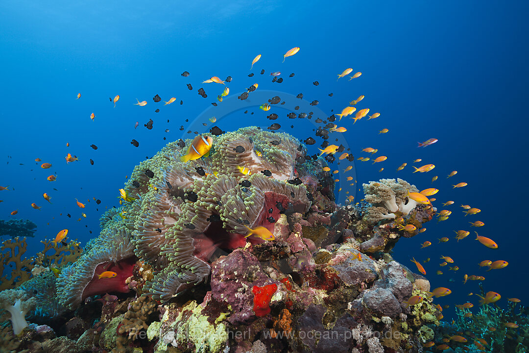 Twobar Anemonefish in Coral Reef, Amphiprion bicinctus, Shaab Rumi, Red Sea, Sudan