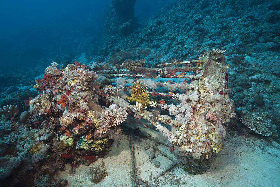 Haikaefig von Jacques Cousteau, Shaab Rumi, Rotes Meer, Sudan