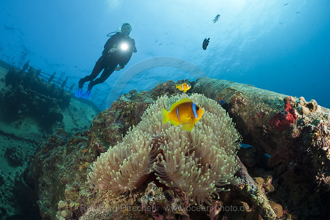 Scuba Diver at Umbria Wreck, Wingate Reef, Red Sea, Sudan